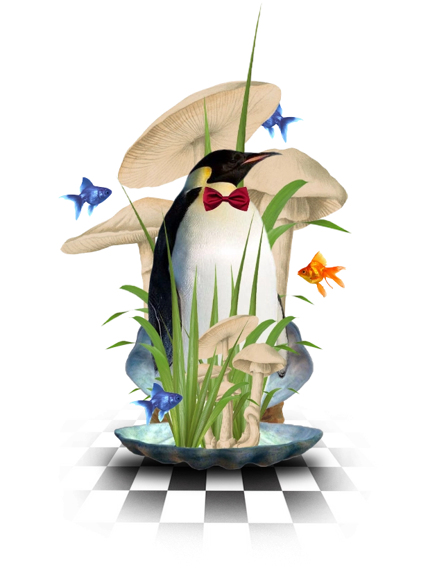 slider-image
